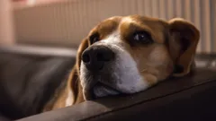 Tekenen van ongemak bij een hond: experts noemen 5 redenen waarom honden "beledigd" zijn door ons