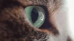 Wat voelen katten als je ze blijft aankijken: fout of uitdaging?